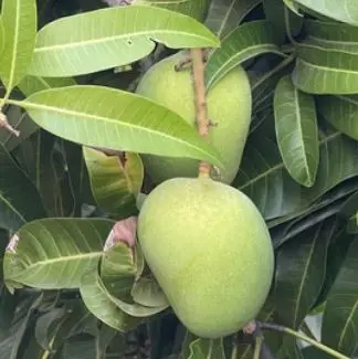 Small Mango